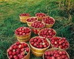 red-and-yellow-apples-as-home-decor-autumn1-s-4905775